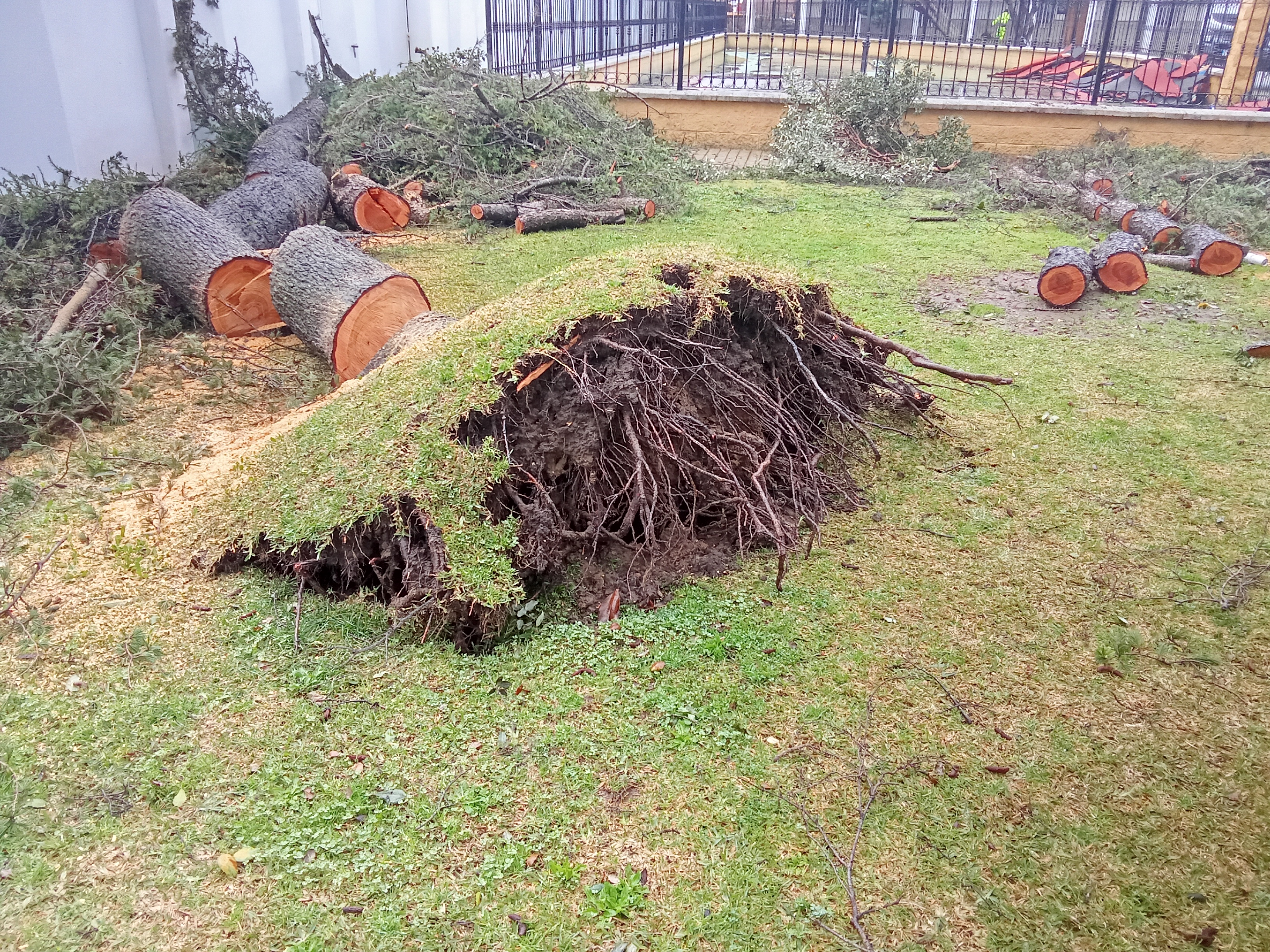 Confusión botánica
