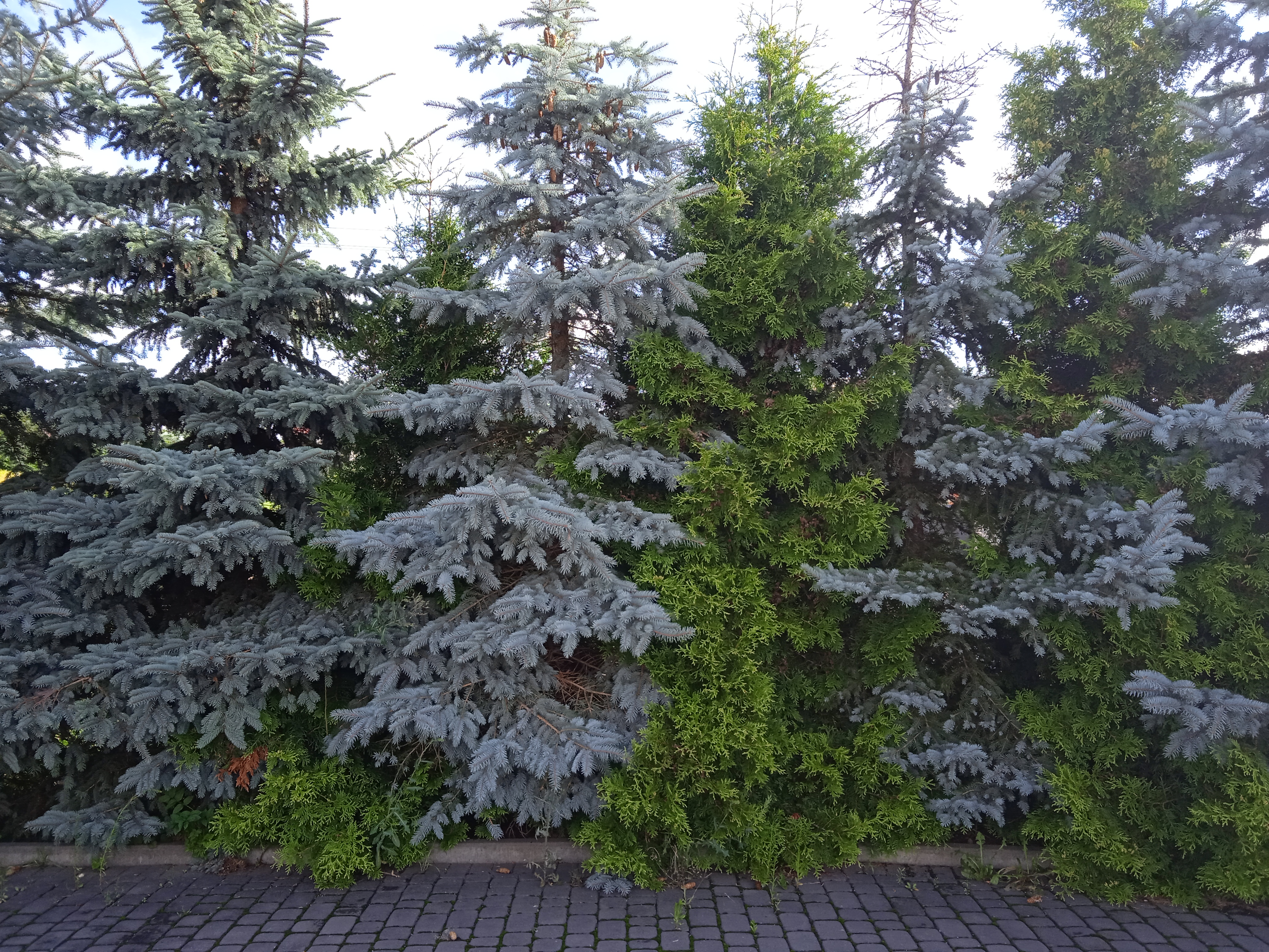 Jardín con diversidad botánica